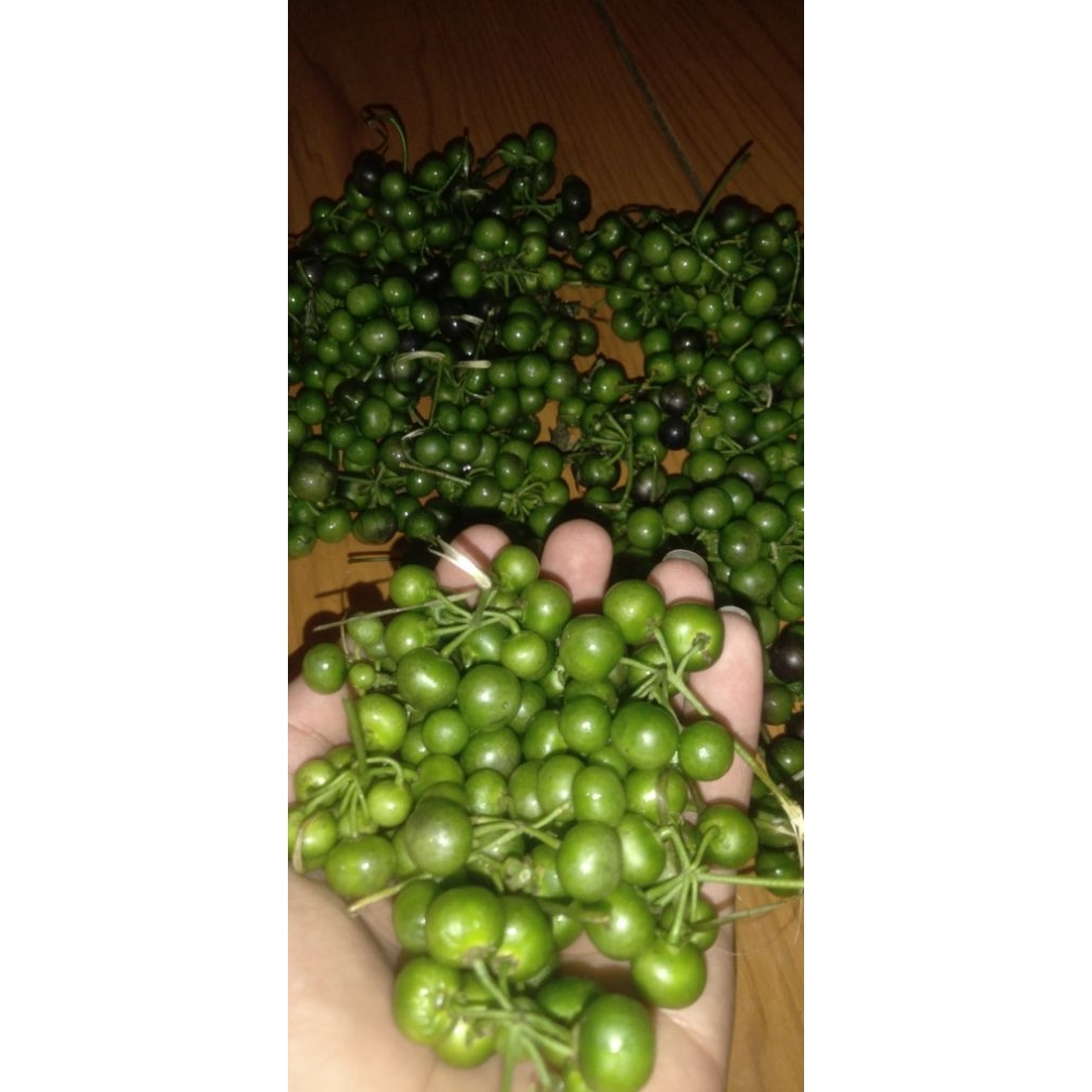 

Lenca leunca segar fres 500 gram langsung dari kebun