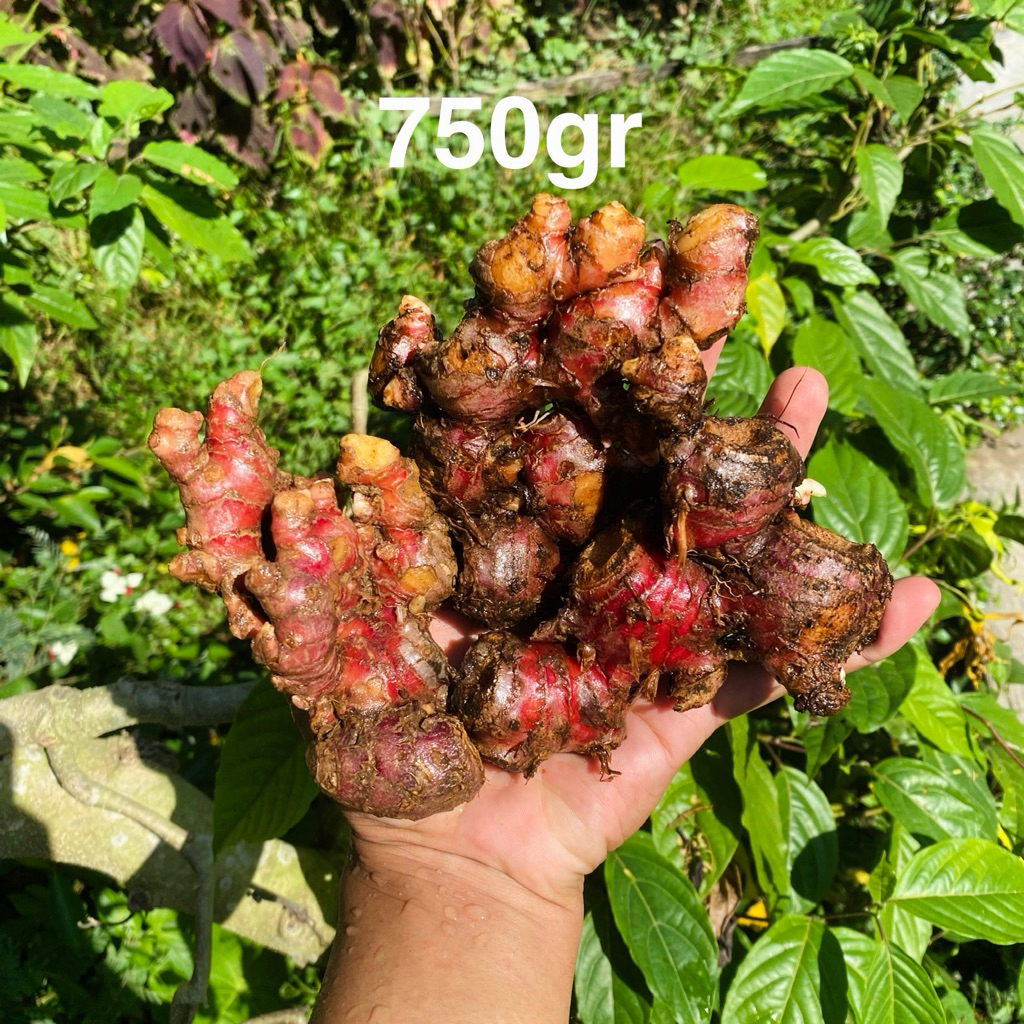 

Jahe Merah 750gr Bersih Segar