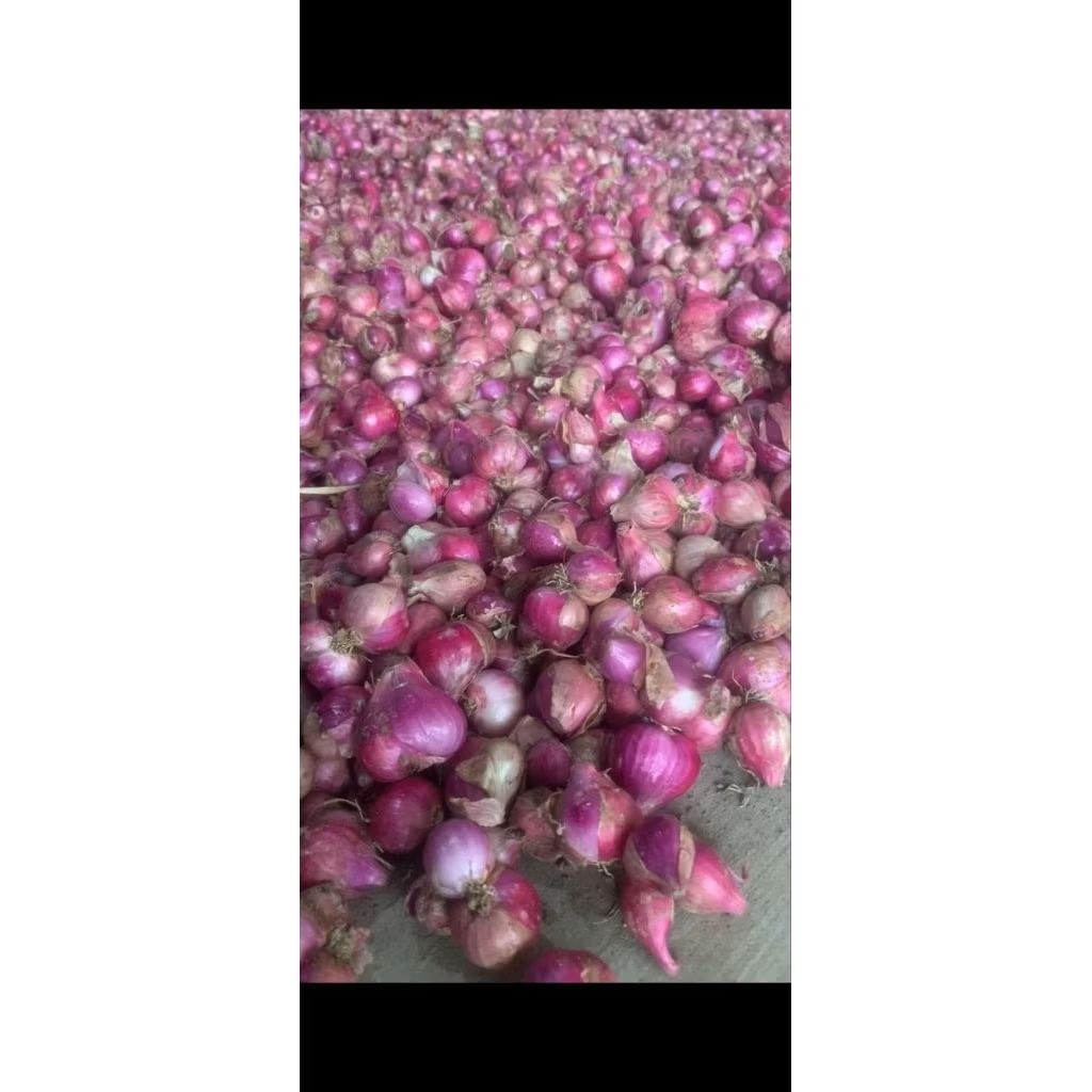 

Bawang merah besar/sedang