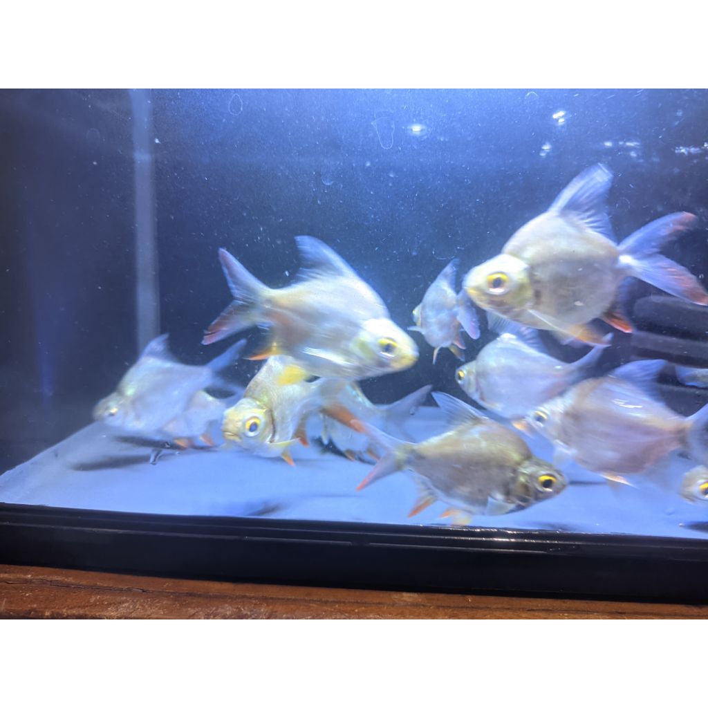 Hiasan aquarium kaviat Green/hijau Short Body