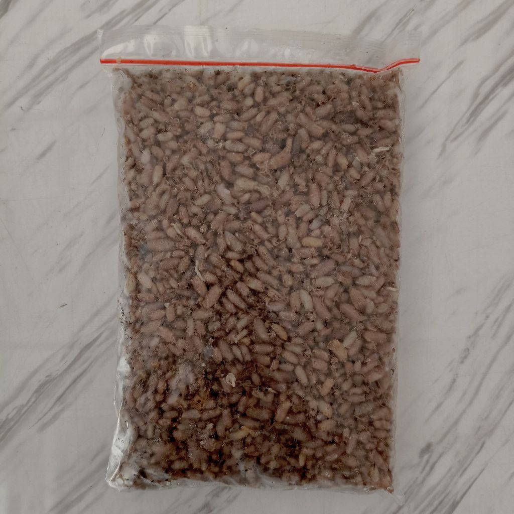 

Baby Cumi Kering ±1 cm