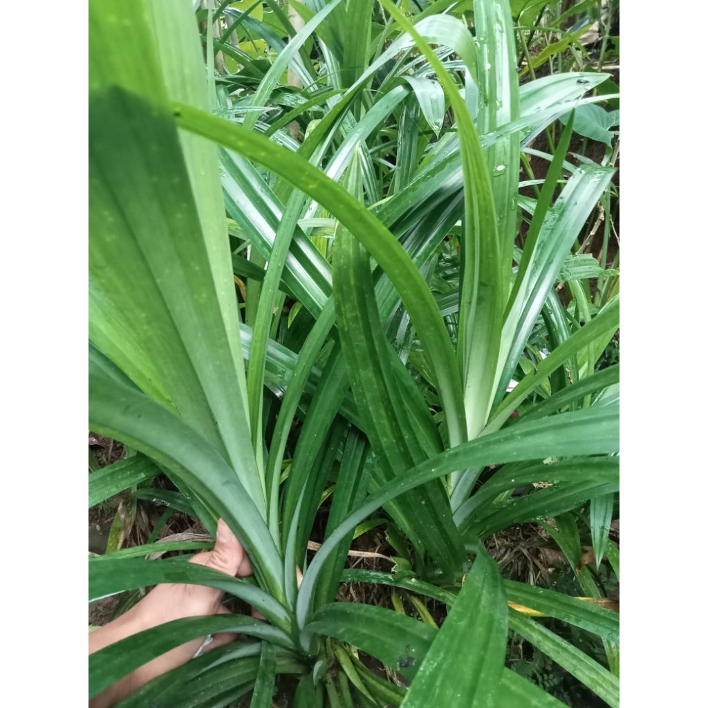 

daun pandan wangi 50 helai/lembar