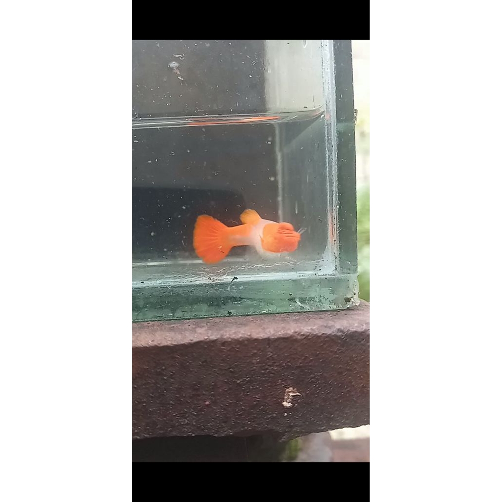 hiasan akuarium albino koi red ear gen king betina