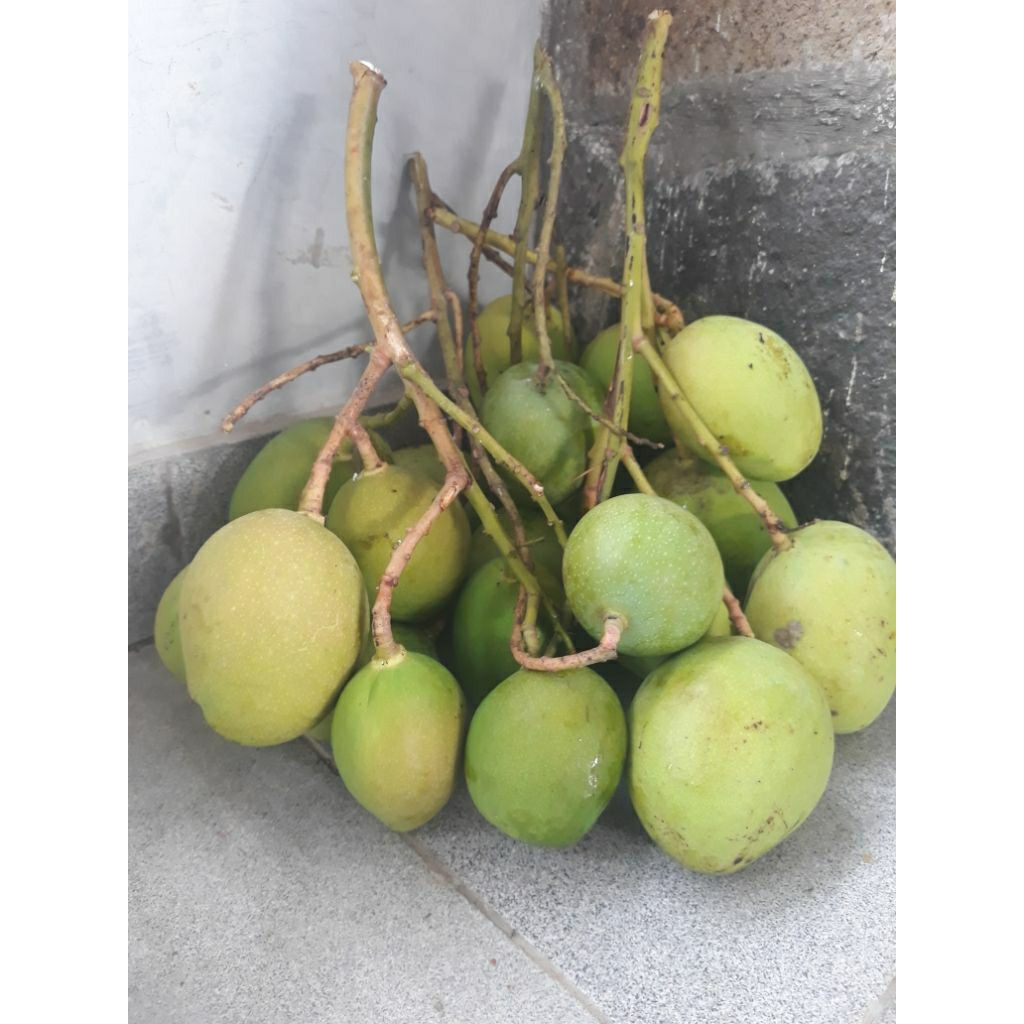 

Mangga rujak mini/pancit campur kriuk fresh 1kg isi 6-10
