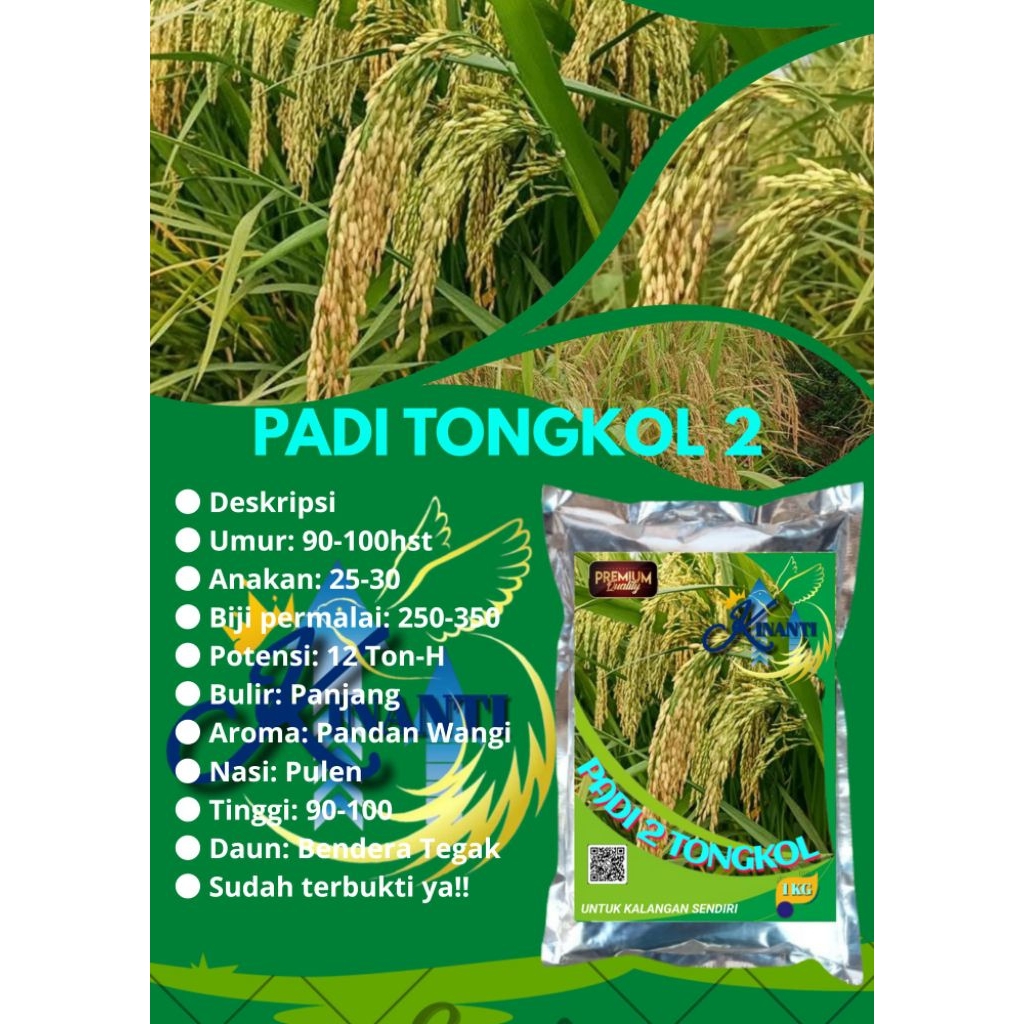 BENIH PADI TONGKOL 2 Kemasan 1 KG