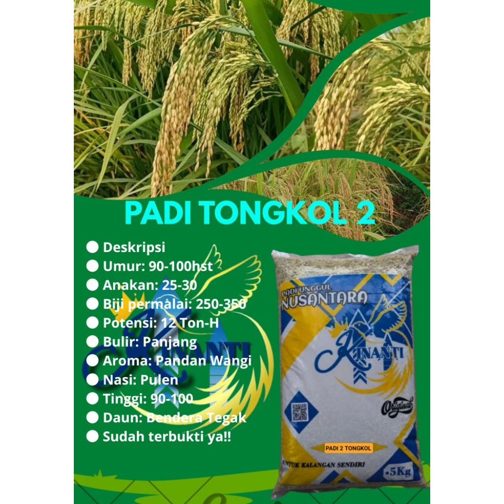 BENIH PADI TONGKOL 2 Kemasan 5 KG
