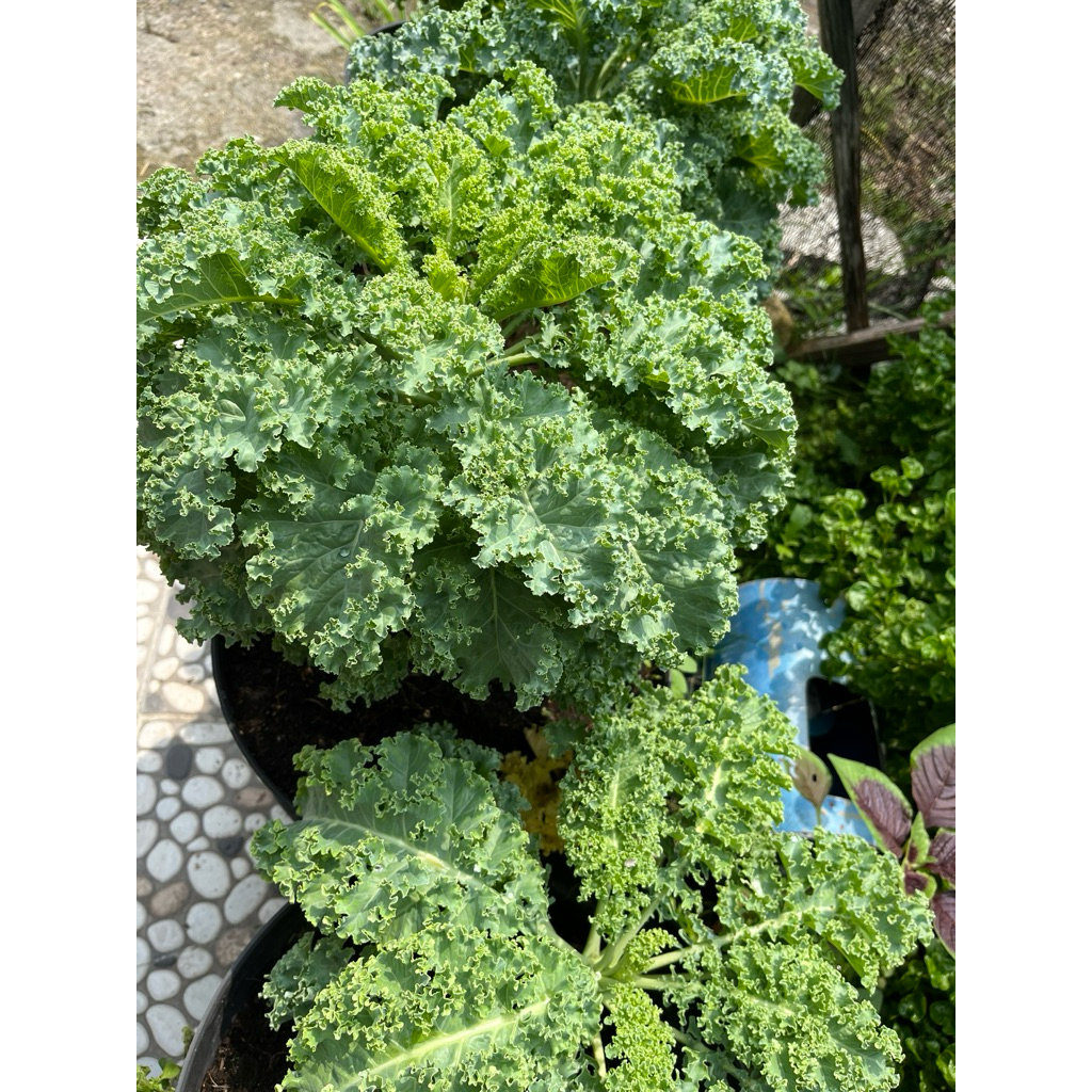 

Sayur Kale Blue Scotch Curled Fresh & Organik 200 gr