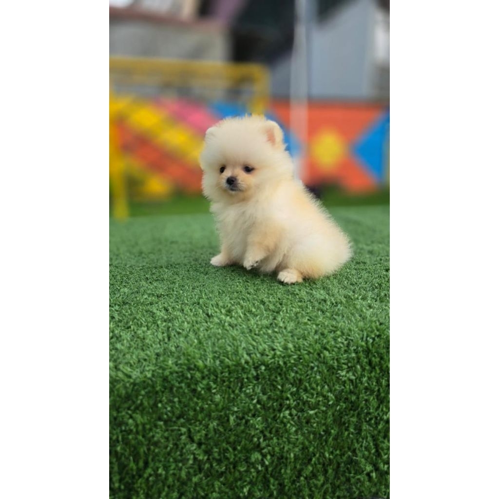 Super mini poom male/ puppies / dog anakan super mini pom