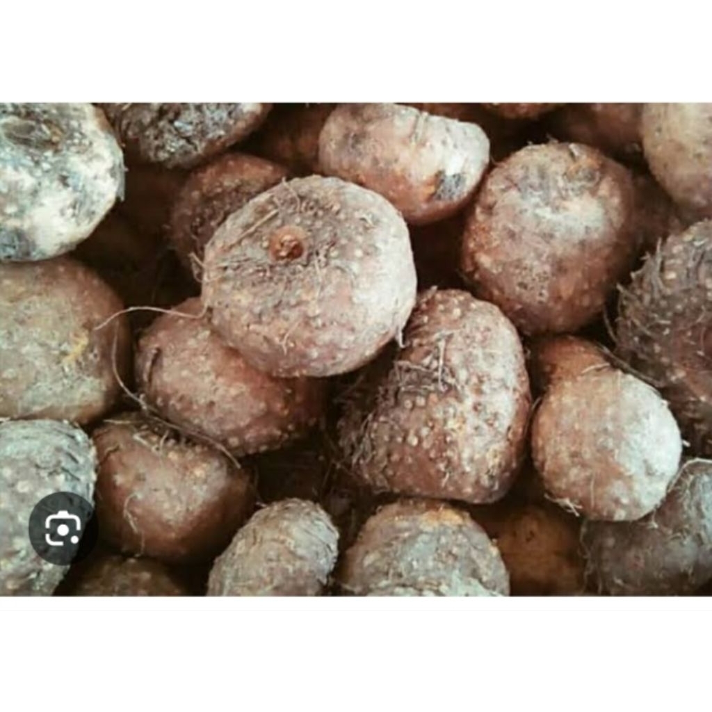 

jual umbi porang/ umbi iles 1 kg