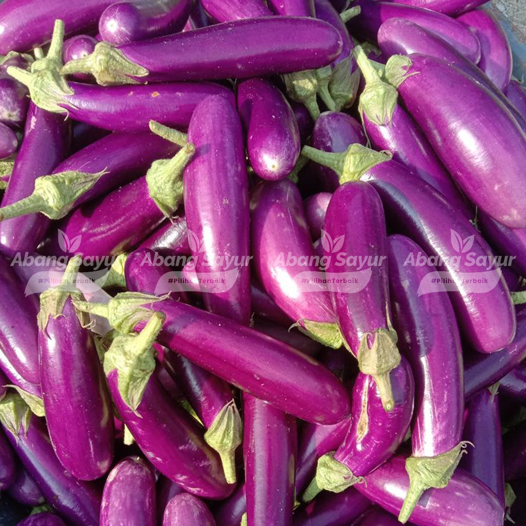 

Terong Ungu 1kg – Kirim Instant Bandung Sayur Segar (Fresh Harian)