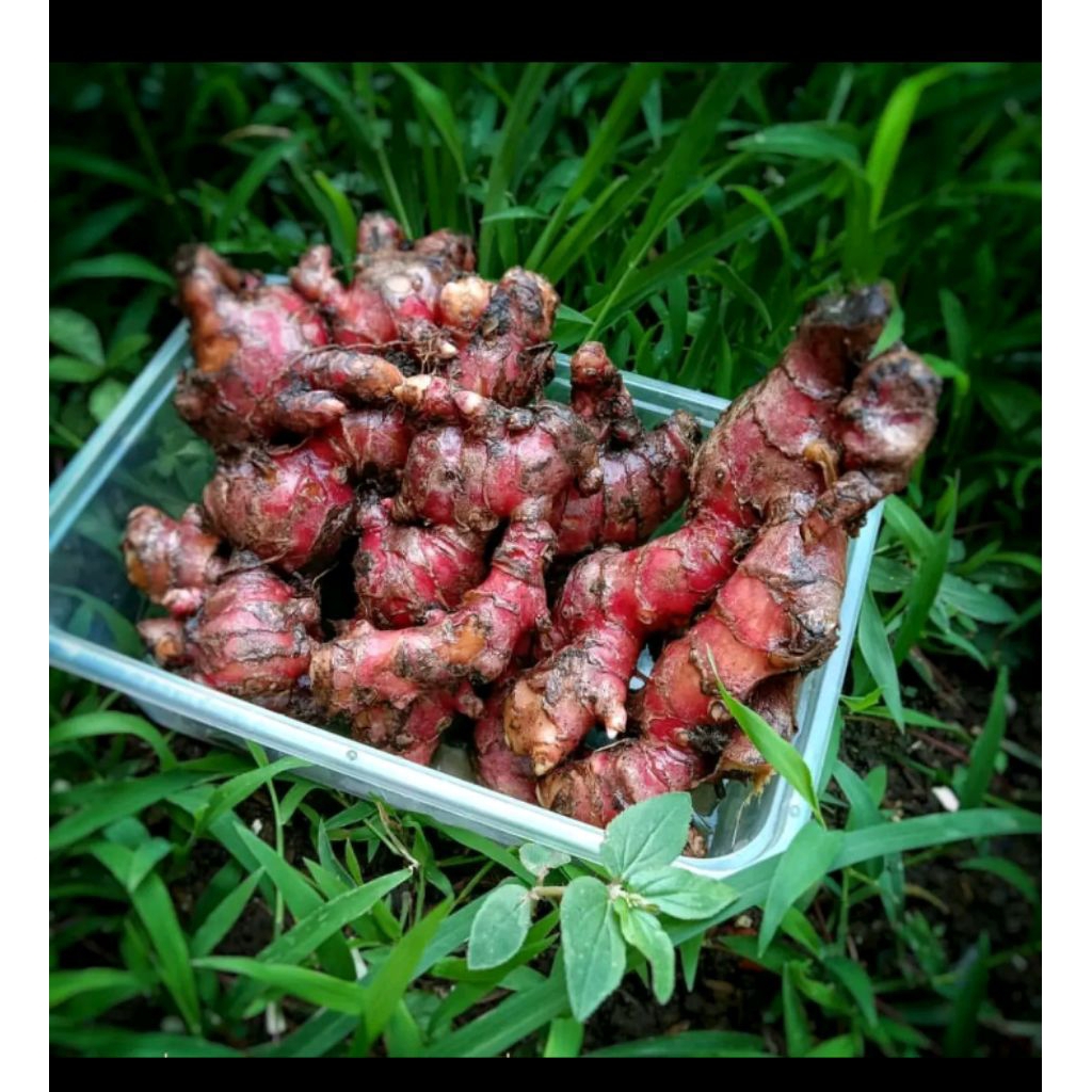 

jahe merah fresh 1kg dan 500g bisa COD