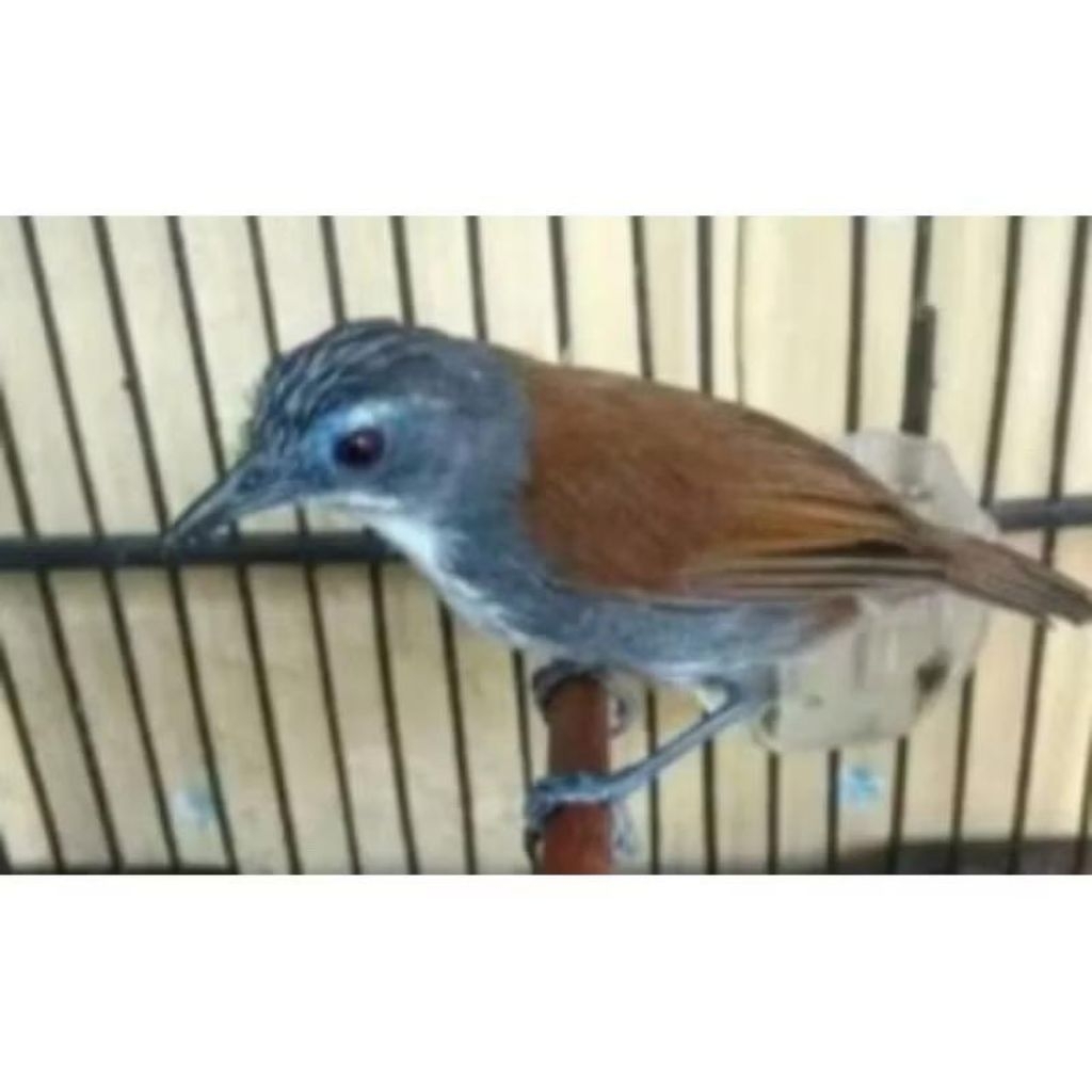 masteran super josss