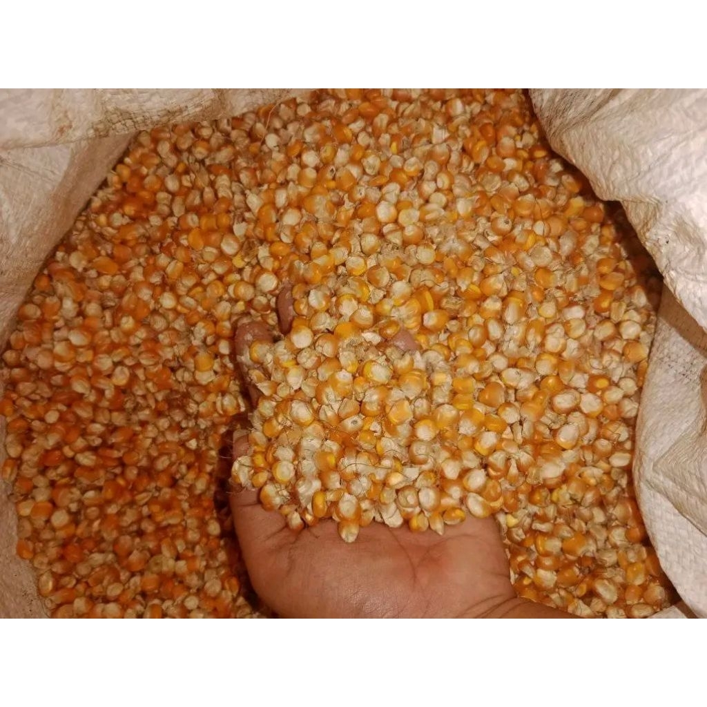 

Jagung kering lokal pakan ternak 1 kg