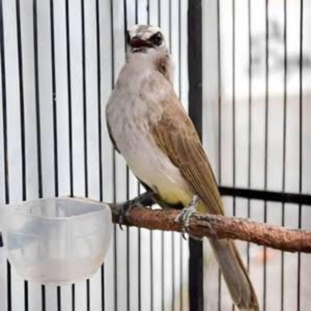 trucuk Jatim body big super