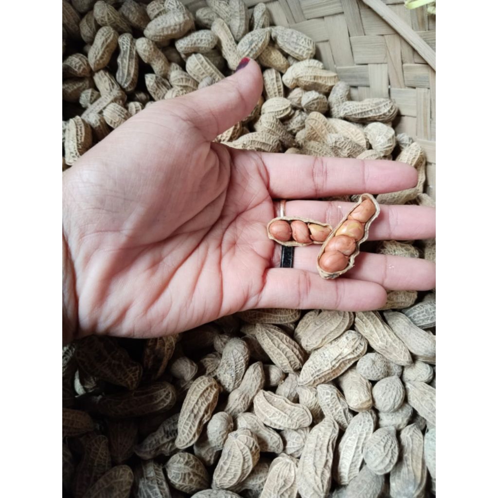 

Kacang Kulit Sangrai Bendo 5 KG