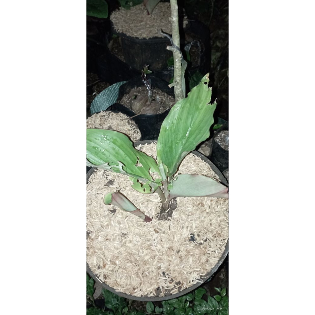 BIBIT KUNYIT HITAM/CURCUMA CAESIA