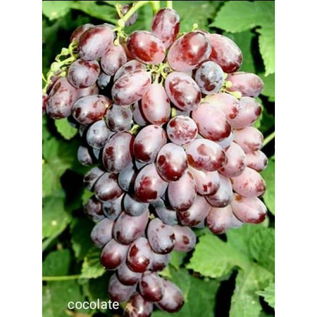 Bibit anggur manis siap berbuah warna merah jumbo jenis transfigurasi