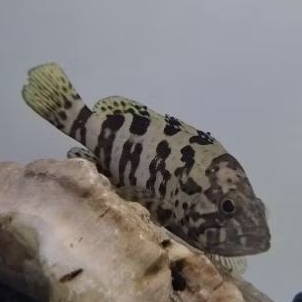 Kerapu lumpur 10cm / brackish air tawar