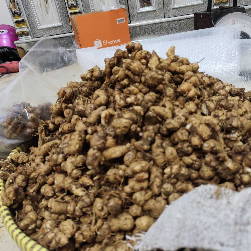 

kencur segar tua 1kg