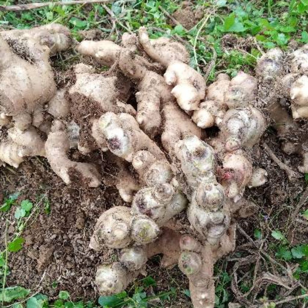

hemat jahe gajah 1kg jahe putih jahe badak jahe besar