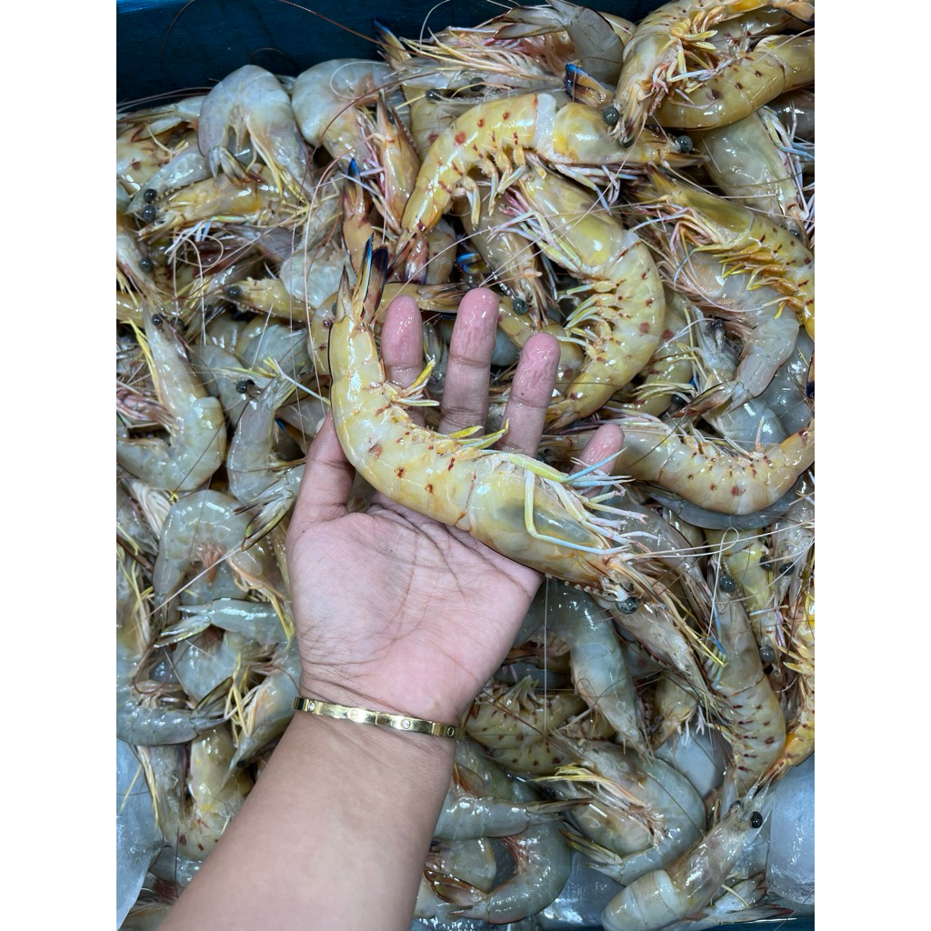 

UDANG