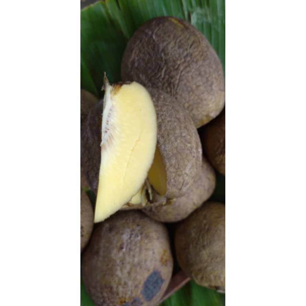 

Buah Sukun Sokon matang
