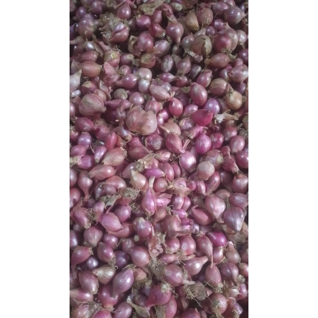 

bawang merah kecil 500g