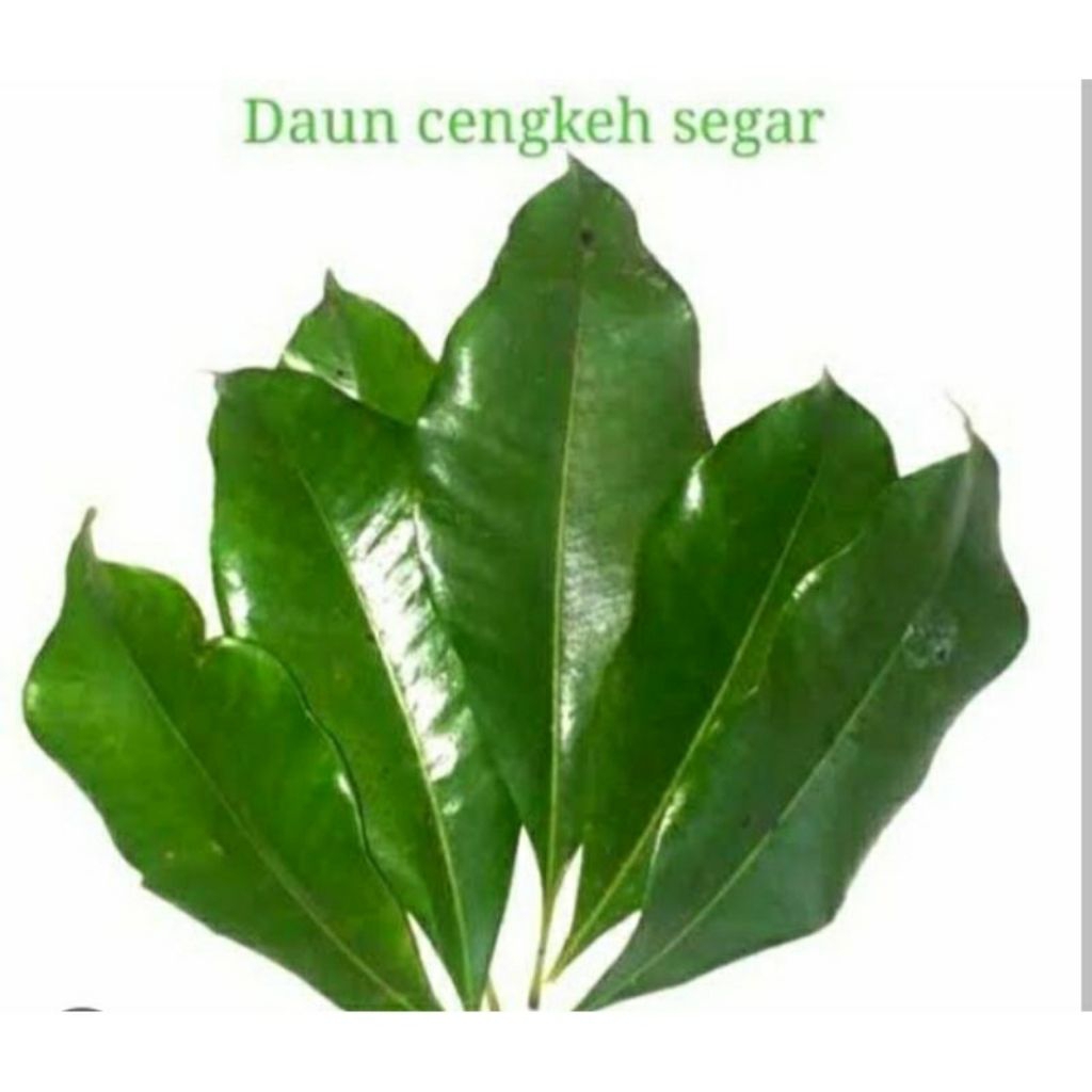 

Daun Cengkeh segar kualitas super 500 gram (Termurah)