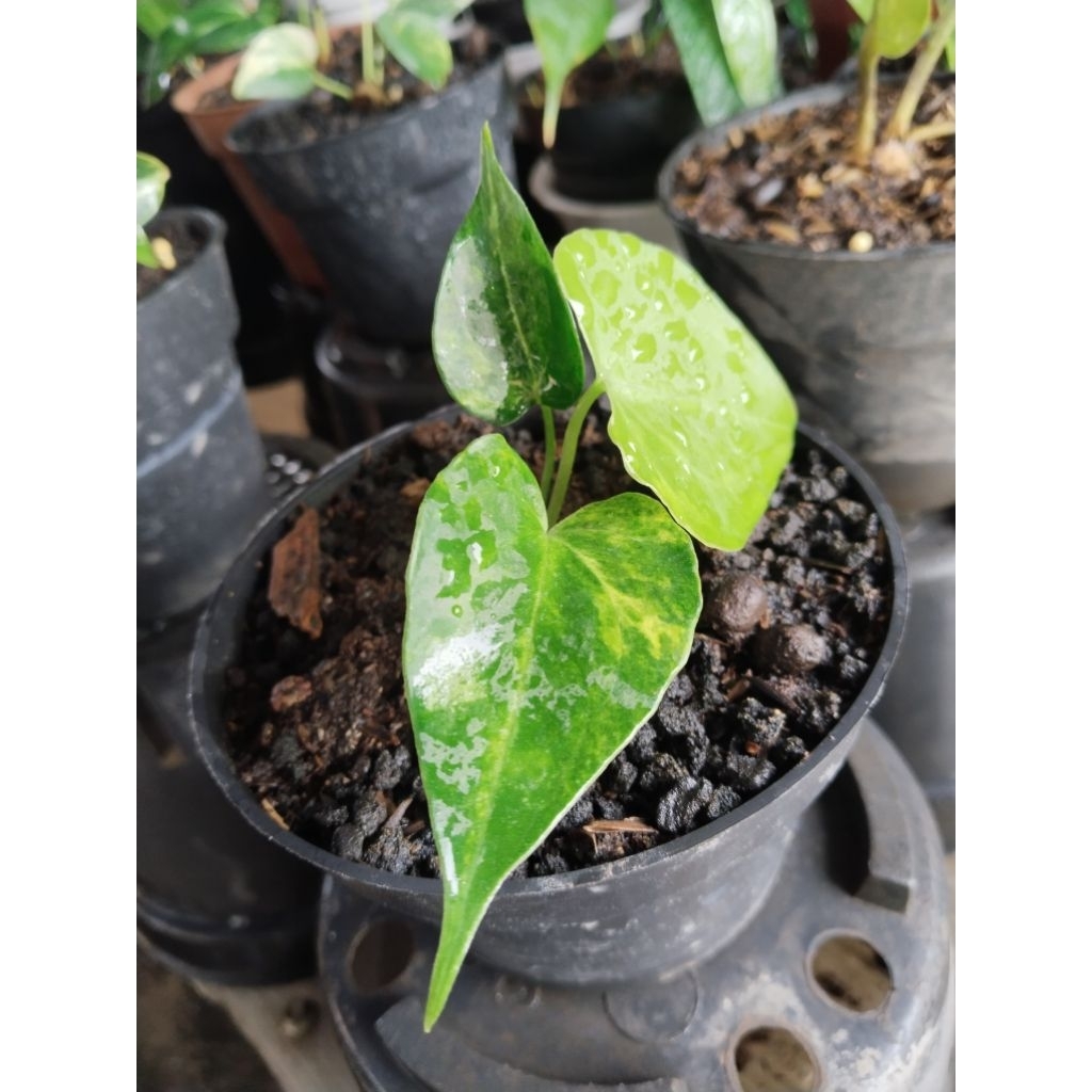 anthurium clarinervium varigata mewah ( trah mewah)