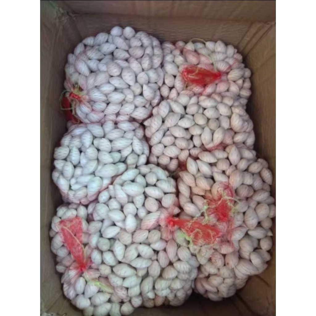 

Ginkgo Nuts/ Peko Kulit 100Gr