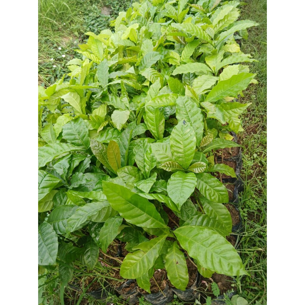 Bibit tanaman kopi arabica