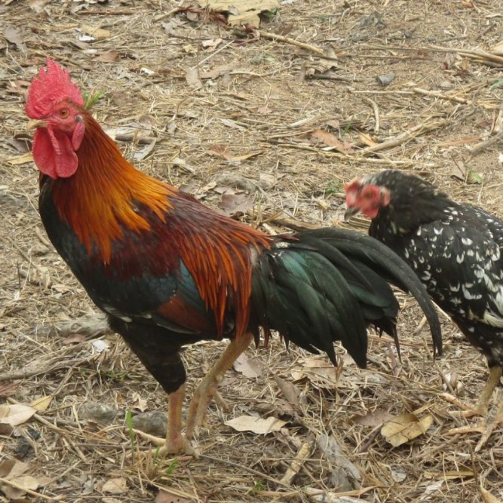 

paket hemat 6 telur ayam kampung asli fertil siap buat ditetaskan