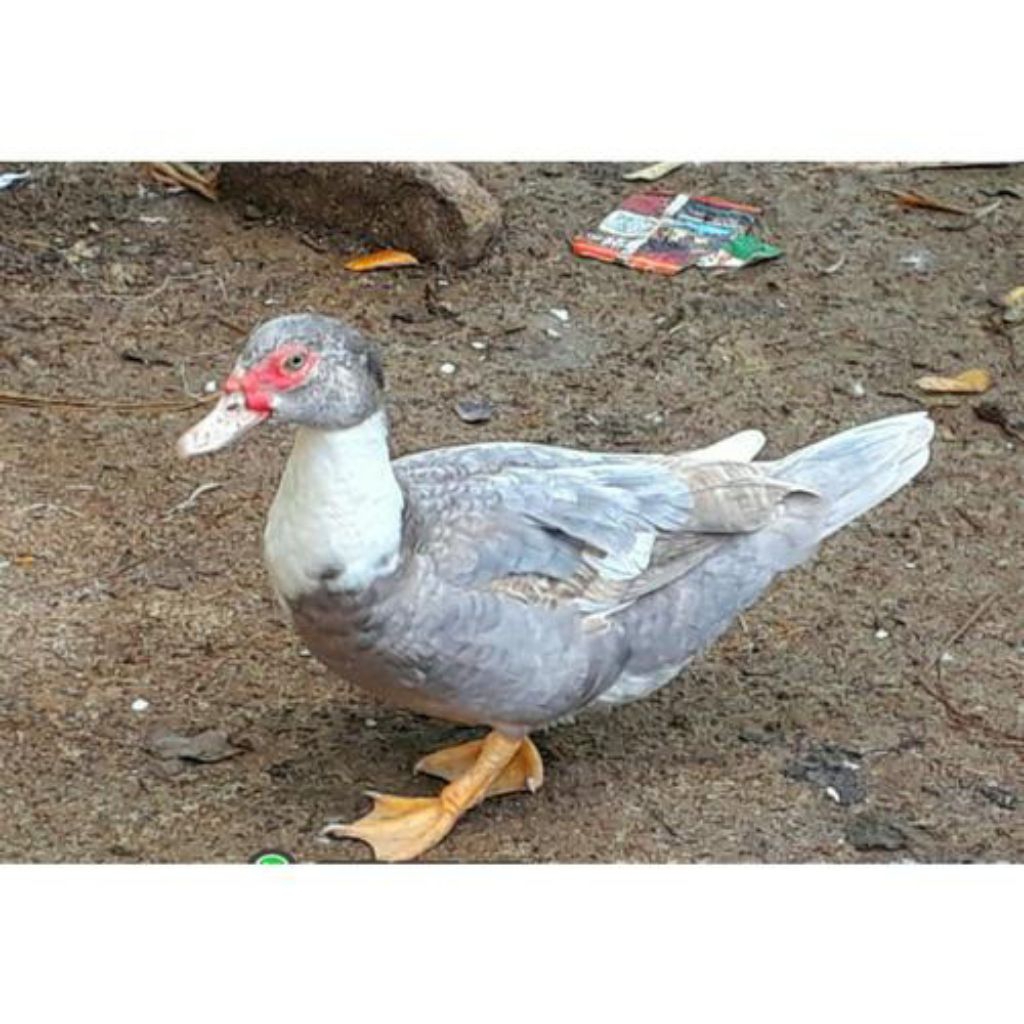 

telur mentok/entok Rambon jumbo fertil siap buat ditetaskan