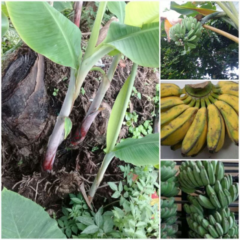 Bibit tunas pisang kepok kuning / bibit pisang kepok kuning