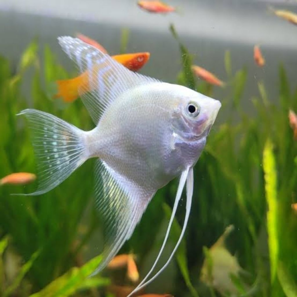 Manfish platinum / aquascape