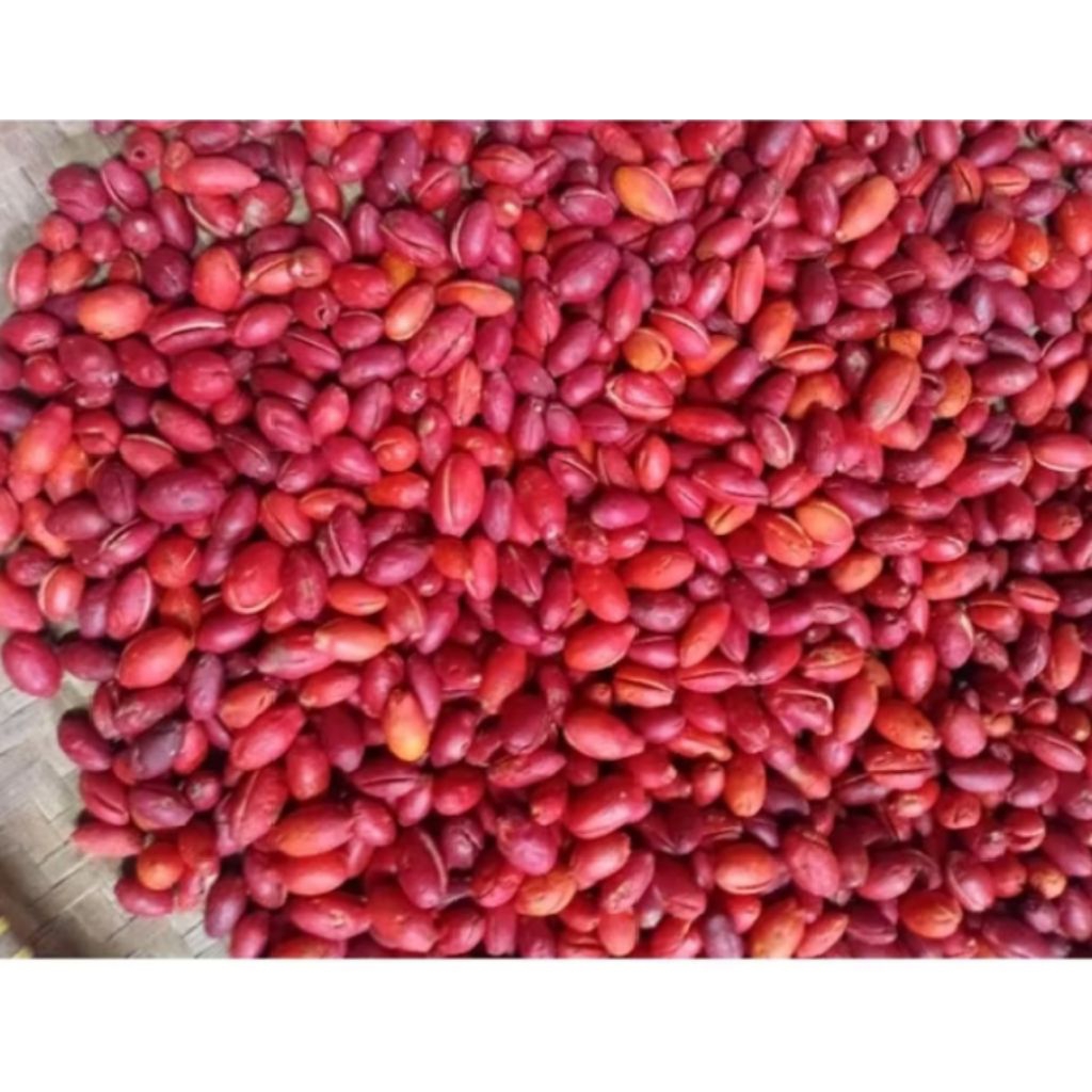 

kulit melinjo fresh 500 gram