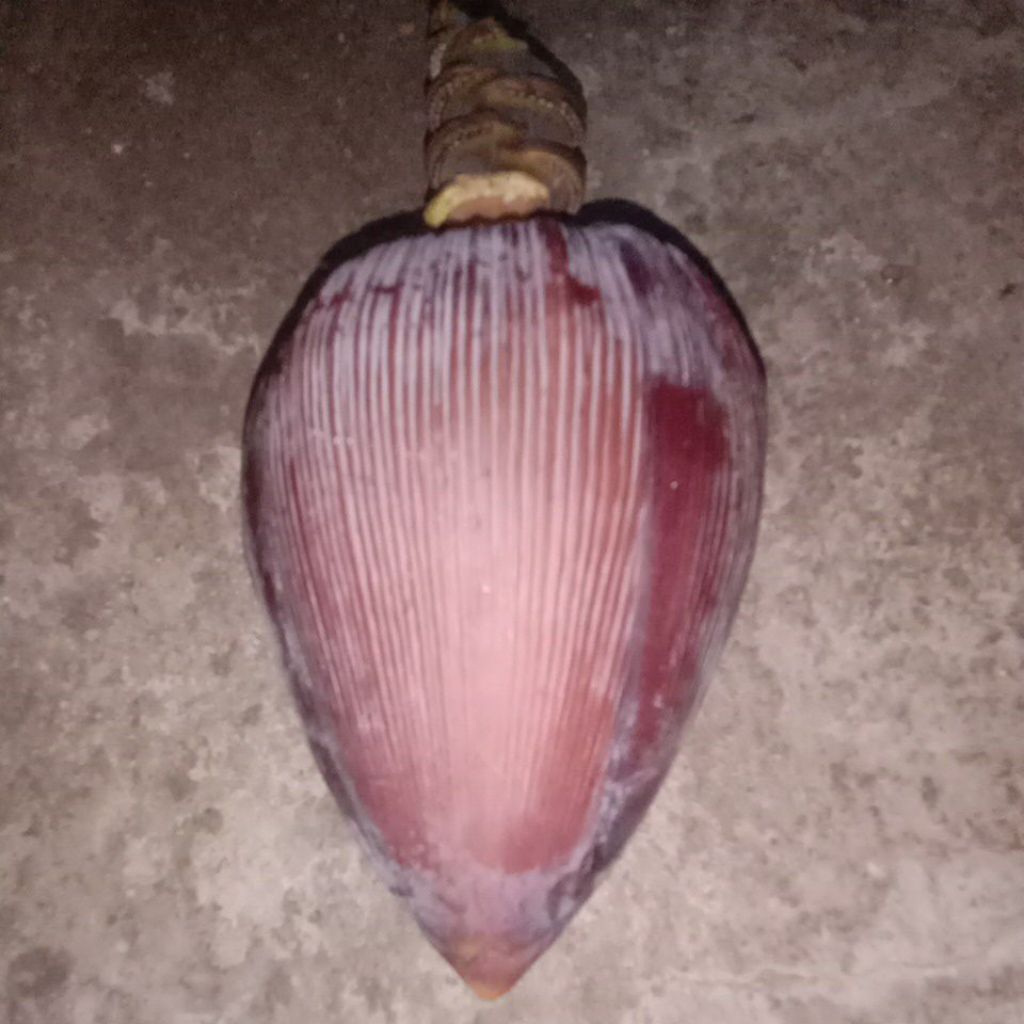 

sayur jantung pisang susu 1 buah