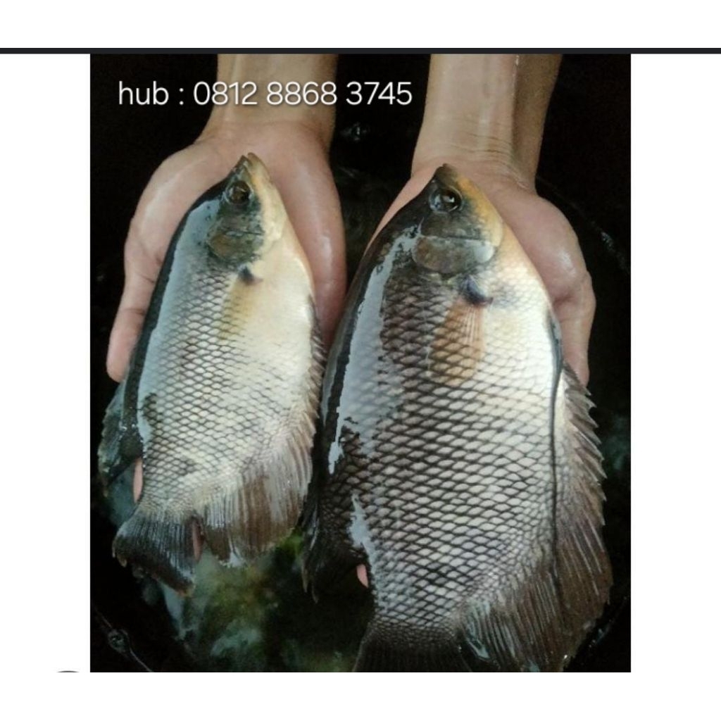 

Gurame Ukuran 4/5 Jari Cikarang