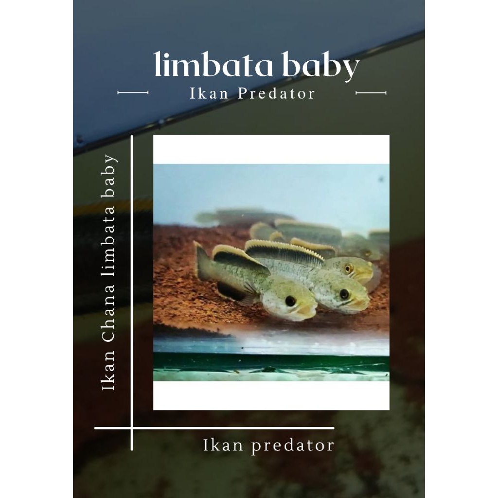 Limbata baby 3cm
