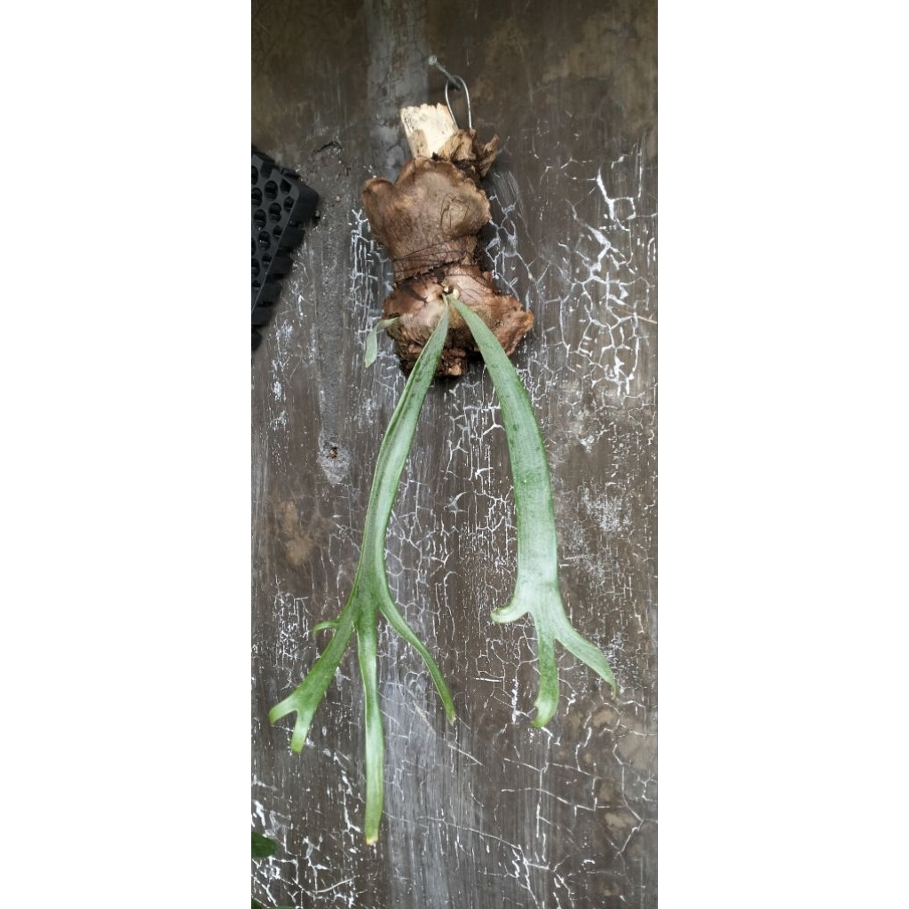 Platycerium Willinckii