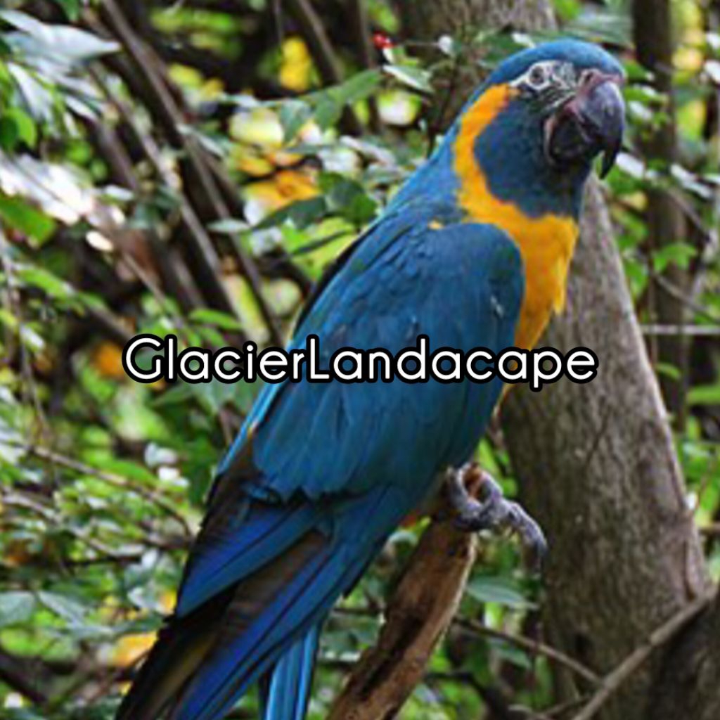 

Beli 1 Gratis 1 !!! Telur Fertil Macau Blue and Yellow 100% menetas