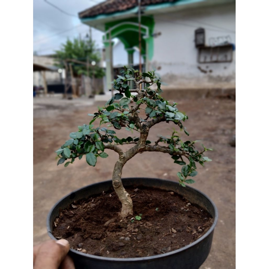 Bonsai serut jadi sesuai gambar