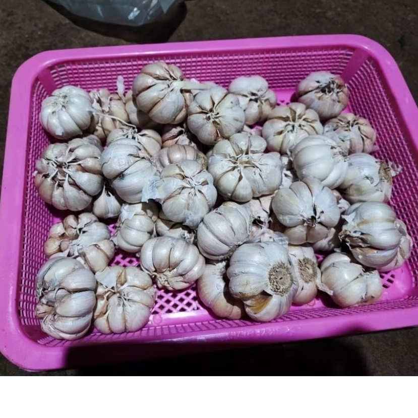

Bawang putih