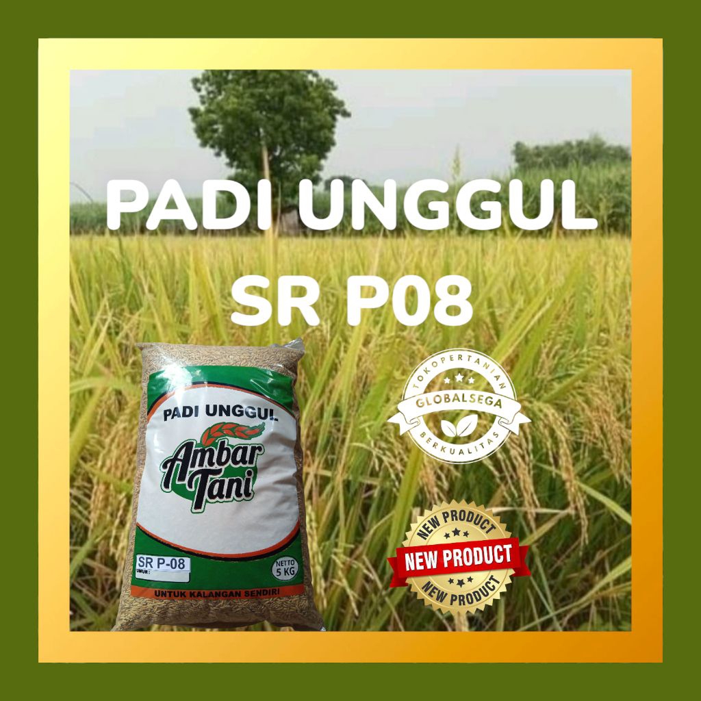 BIBIT PADI BENIH PADI SR P08 ultra genjah 5kg PREMIUM