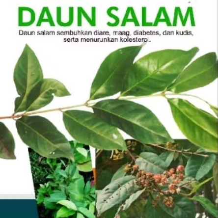 Daun Salam Segar Per Ikat Daun Salam Hijau Daun Salam Kuning Daun Salam Kering