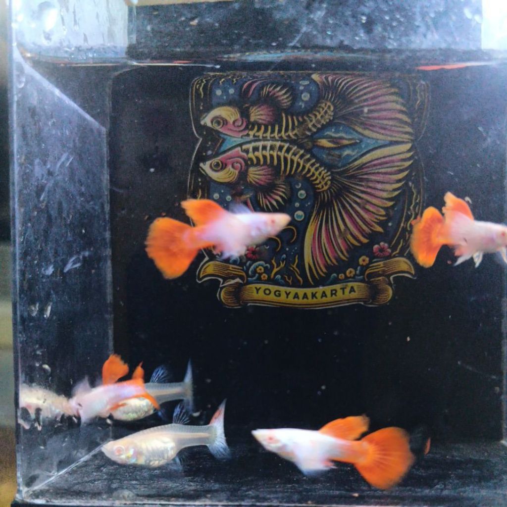 pakan guppy albino platinum red tail