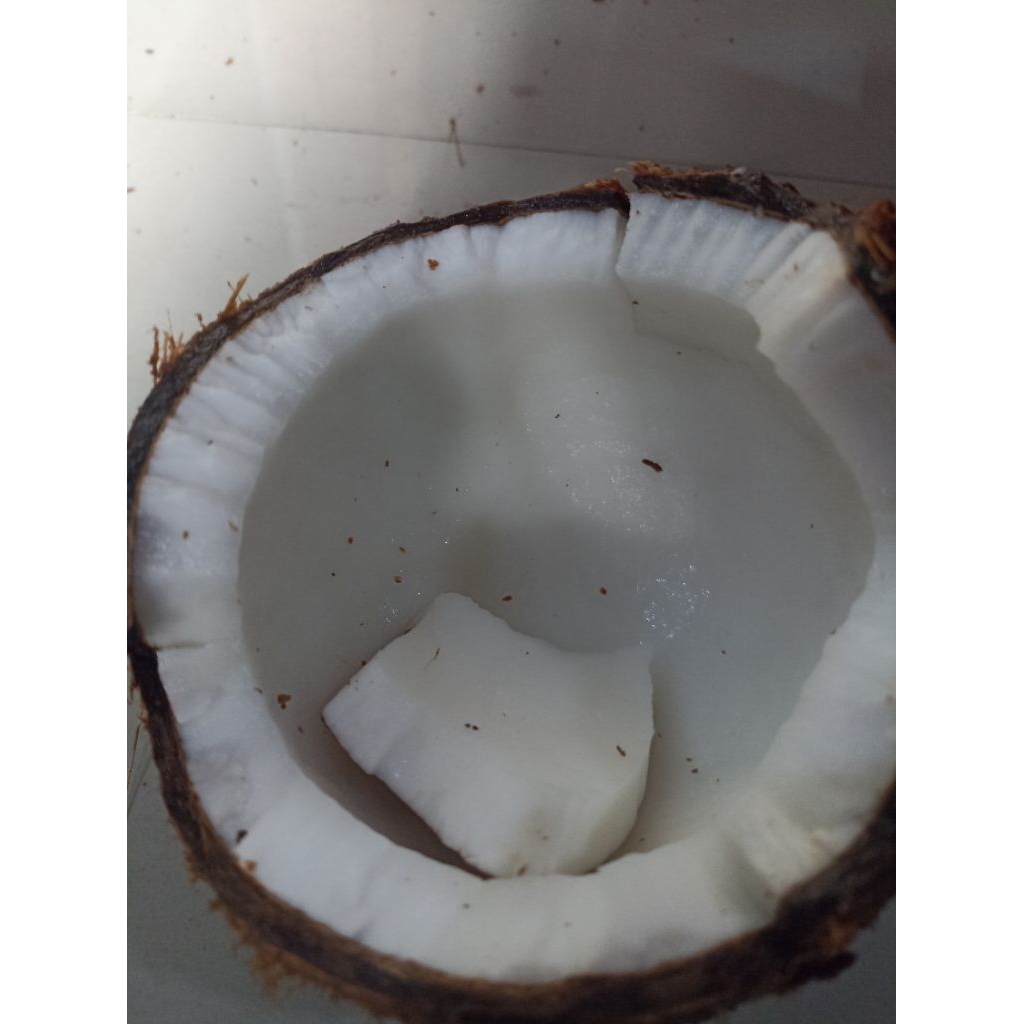 

kelapa tua bahan santan