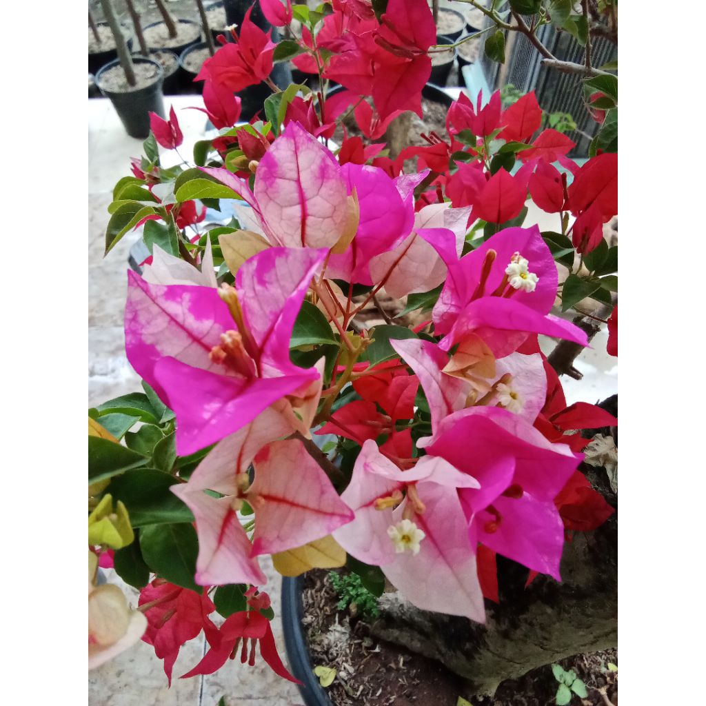 BOUGENVILLE GOLDEN RAINBOW