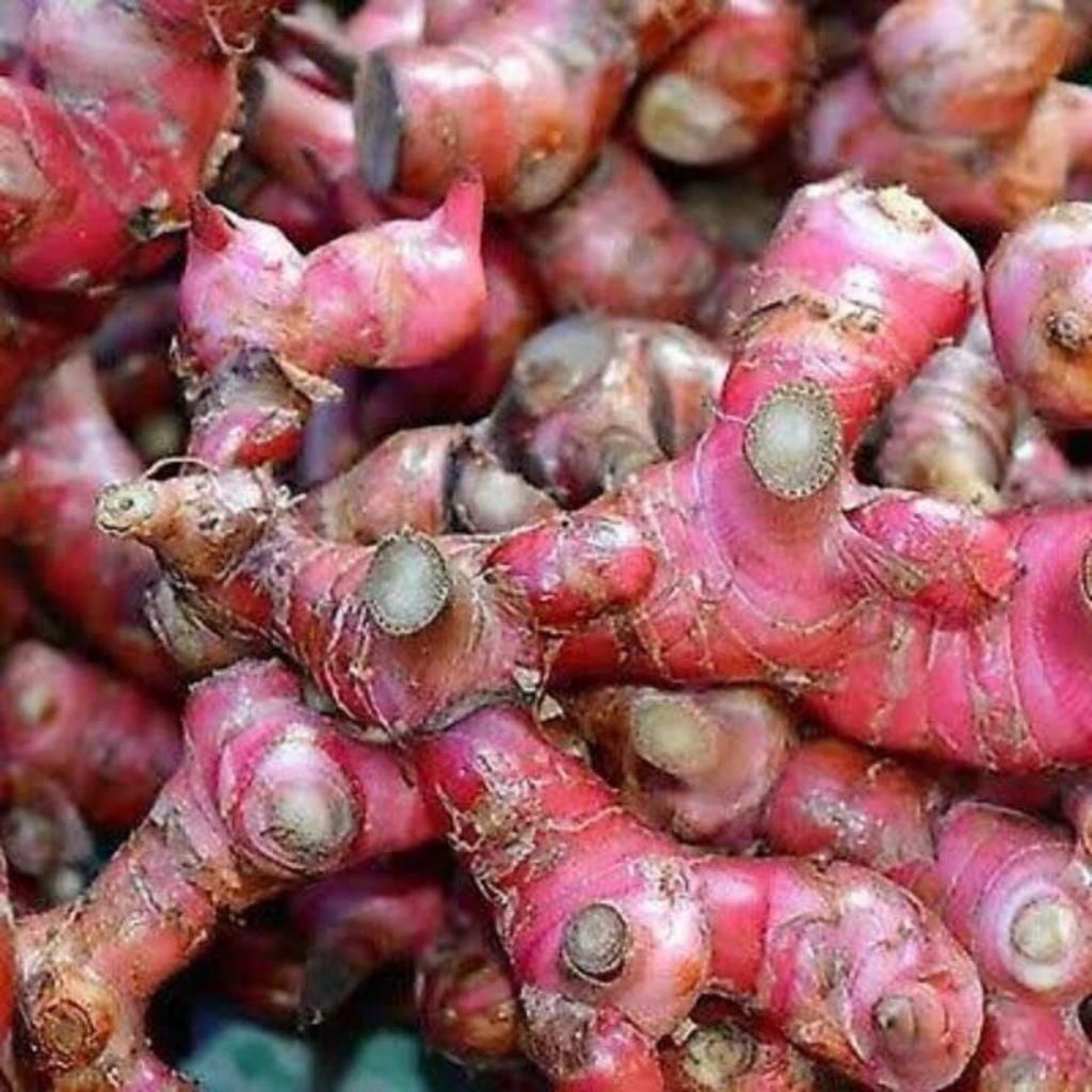 

lengkuas merah fres 1kg, laos/laja merah 100% organik langsung dari kebun