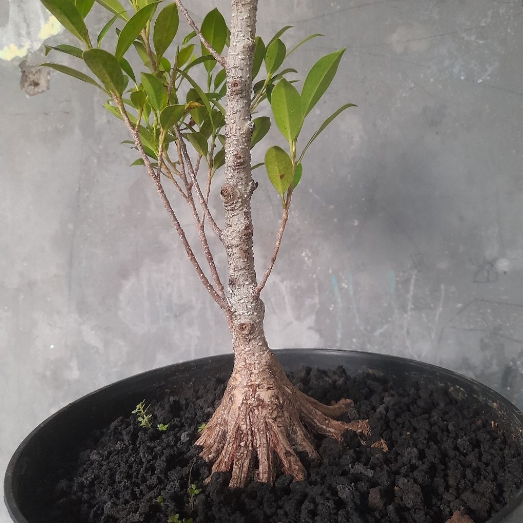 Bahan Bonsai Kimeng / Ficus Microcarpa Program Pecah Batang ( Real Pict )